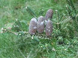Arbustes persistants de terrain sec. Coniferes Specificites Familles Culture Des Coniferes Ooreka