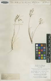 Image result for Fimbristylis squarrosa