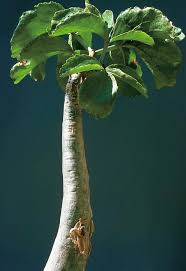 Image result for Cyphostemma congestum