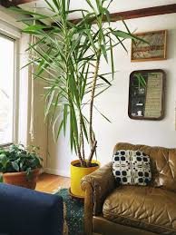 Yucca Tree Care Repotting Retro Den Vintage Furniture And Homewares Yucca Tree Yucca Plant Indoor Indoor Trees