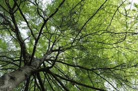 Unlike other oaks it develops a shallow, fibrous root system. How To Manage And Identify Pin Oak