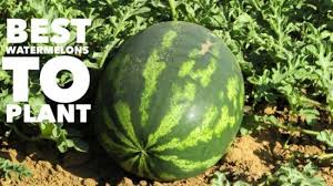 Best Watermelon Varieties To Plant Gardening Channel