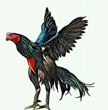 Percaya atau tidak, itu tergantung dari anda sendiri. Pecinta Ayam Bangkok Indonesia Posts Facebook