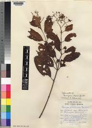 Image result for Harungana montana