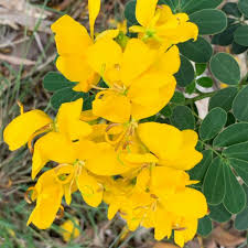 Image result for Senna bicapsularis
