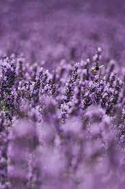 Detail Of A Bumble Bee On Lavender Flowers Norfolk Uk Stocksy United Violet Aesthetic Lavender Aesthetic Flower Aesthetic
