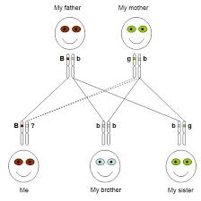 how genetic traits are inherited what dna test