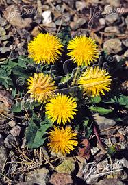 Image result for Taraxacum sp.