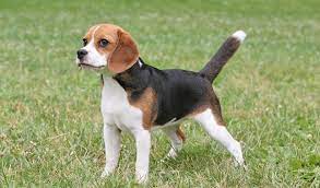beagle tricolor