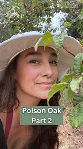 Did you know that poison oak is part of the Anacardiaceae family, which  includes familiar plants like mango, pistachio, cashew, and Peruvian  pepper? The oils found in poison oak are present in the ...
