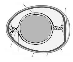 Maybe you would like to learn more about one of these? Http Counties Agrilife Org Comal Files 2011 08 Fromaneggtoachick 9 Pdf