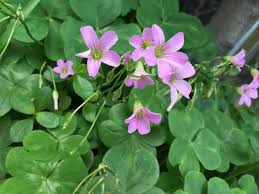 Image result for Oxalis debilis