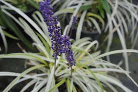 Image result for Lily Turf