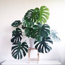 Buy Philodendron Monstera Split Leaf Plants Buy Leaf Monstera Philodendron Plants Spl Di 2020 Menanam Tanaman Dalam Rumah Tanaman Indoor
