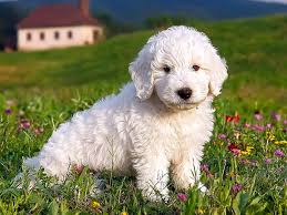 Image result for Komondor