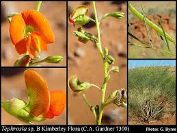 Image result for Tephrosia lupinifolia