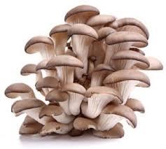 Can cats eat mushrooms, is this food good for your kitten and what kinds of mushrooms should you definitely avoid giving to your cat. How To Make 60 000 Yearly Growing Gourmet Mushrooms Profitable Plants