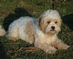 Curious about the shih poo? Maltese Shih Tzu X Toy Poodle Pasteurinstituteindia Com