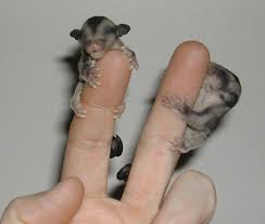 Hewan Terbesar2016 Can I Have A Sugar Glider As A Pet Images