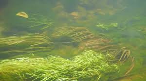 Image result for Blyxa aubertii