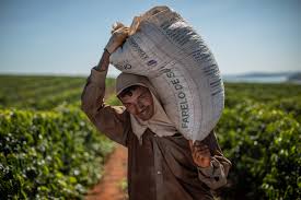 Brazil is by far the biggest coffee producer in the world. Brazil Seen Ousting Vietnam As World S Top Robusta Coffee Grower Bloomberg