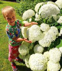 If the soil is sandy it should be mixed with humus before the hydrangea is planted. Schneeball Hortensie Annabelle 1 Pflanzen Gunstig Online Kaufen Mein Schoner Garten Shop