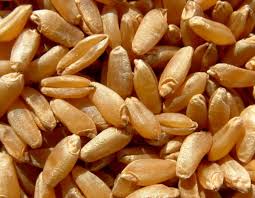 Gianfranco taccardi coltiva sulle colline materane antichi grani di varietà senatore cappelli e khorasan, che vengono poi moliti a pietra a freddo per conservarne le proprietà organolettiche e ottenere farine non raffinate. Giornata Mondiale Del Grano Dal Grano Al Pane Il Prezzo Aumenta Di Quindici Volte Teleradio News Mai Spam O Pubblicita Molesta