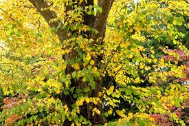 写真 図版 紅葉するのはどの木 錦秋はあなたのすぐそばに 身近な紅葉を楽しもう その１ Tenki Jp Aera Dot アエラドット