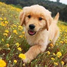 Golden retriever puppies and flowers. Golden Retriever In The Flowers Goldenretriever Retriever Puppy Cute Dogs Golden Retriever