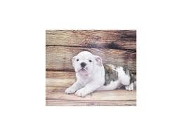 Bulldogs can come in a variety of colors, from red to fawn to brindle, white, and piebald. English Bulldog Puppies Petland Knoxville