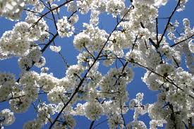 Provides seeds, cover, and nesting sites for wildlife. Our Favorite Spring Blooming Trees And Shrubs Merrifield Garden Center