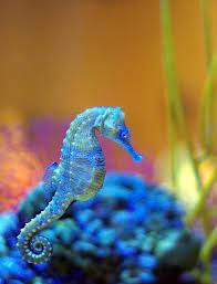 Seahorse Is The Title Given To 54 Species Of Marine Fish In The Genus Hippocampus Hippocampus Comes From Beautiful Sea Creatures Sea Animals Ocean Creatures
