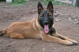 Belcika Malinois Siyah Satilik Malinois 1 Belcika Malinois Kurt Kopekleri