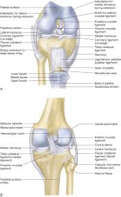 Interactive mri images of the knee by: The Knee Musculoskeletal Key