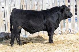 Effertz Key Ranch 47th Annual Bull Sale by LivestockDirect