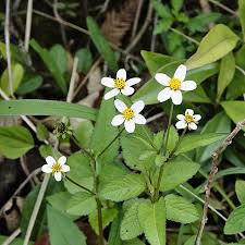 Image result for Bidens pilosa