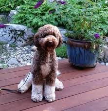 We are dedicated to breeding only the best australian. Australian Labradoodle Puppies Ivylane Of Pa 717 512 6611 Dogs Australian Australian Labradoodle Puppies Australian Labradoodle Labradoodle Puppy