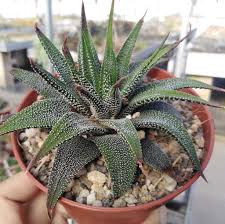 Simple cultivation tips for haworthia. Haworthia Attenuata Cv Thomas Uhlig Kakteen More Than 5 000 Different Species
