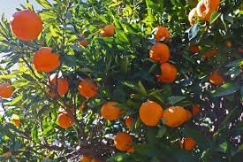 › citrus trees for sale florida. Satsuma Mandarin Orange Tree Ticks On Your Pet