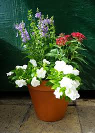 With every shade from baby blue to electric blue, you can find a beautiful blue bloom that suits your needs. A 4th Of July Garden Arrangement Tpg New Orleans