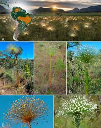 Image result for Syngonanthus longibracteatus