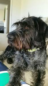My Scruffy Black And White German Wirehaired Pointer Digby German Wirehaired Pointer Griffon Dog German Shepherd Dogs