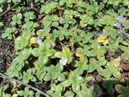 Image result for Phylohydrax