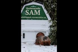 Join us for weekly updates as sam counts us down to groundhog day on february 2nd 2021 with a prediction at 8:00am sharp. X48gfzxuyfiyxm