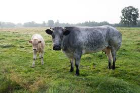 See more of irish belgian blue cattle society on facebook. Belgian Blue Livestockpedia