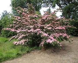How many cornus kousa 'miss satomi' (kousa dogwood) do i need for my garden? Cornus Kousa Satomi Gardensonline