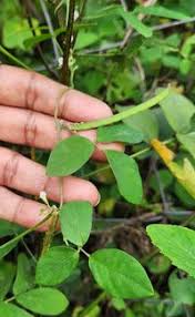 Image result for Teramnus labialis