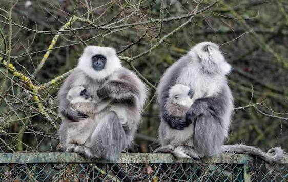 Nepal Sacred Langur (Semnopithecus schistaceus) · iNaturalist