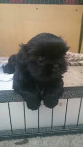 Solid Black Shih Tzu Solid Black Shih Tzu Kopek Kopekseverler Kopeksahiplendirme Kopekyavrusu Evcilhayvan Evcilhayvan Shih Tzu Evcil Hayvanlar Kopek