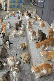 japan s cat island asks internet for food gets more than they can store cat island animals and pets animals friends